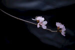 一枝素雅樱花绽放
