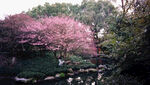 春日烂漫樱花林景