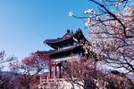春日古亭樱花美景