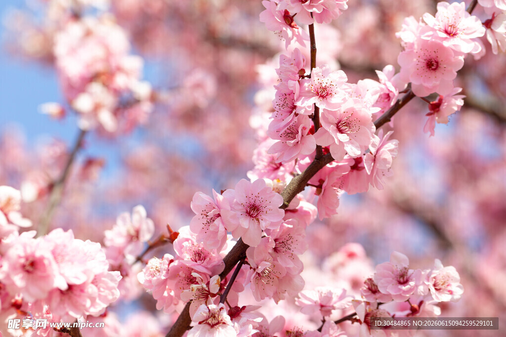 桃花