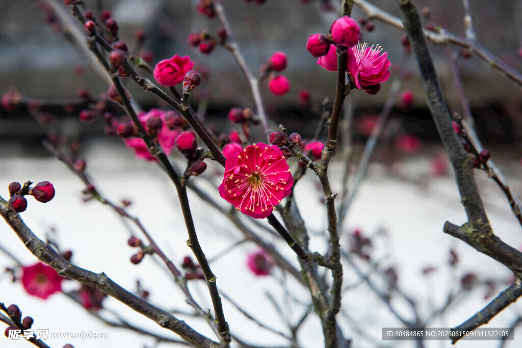 雪中绽放的艳丽红梅