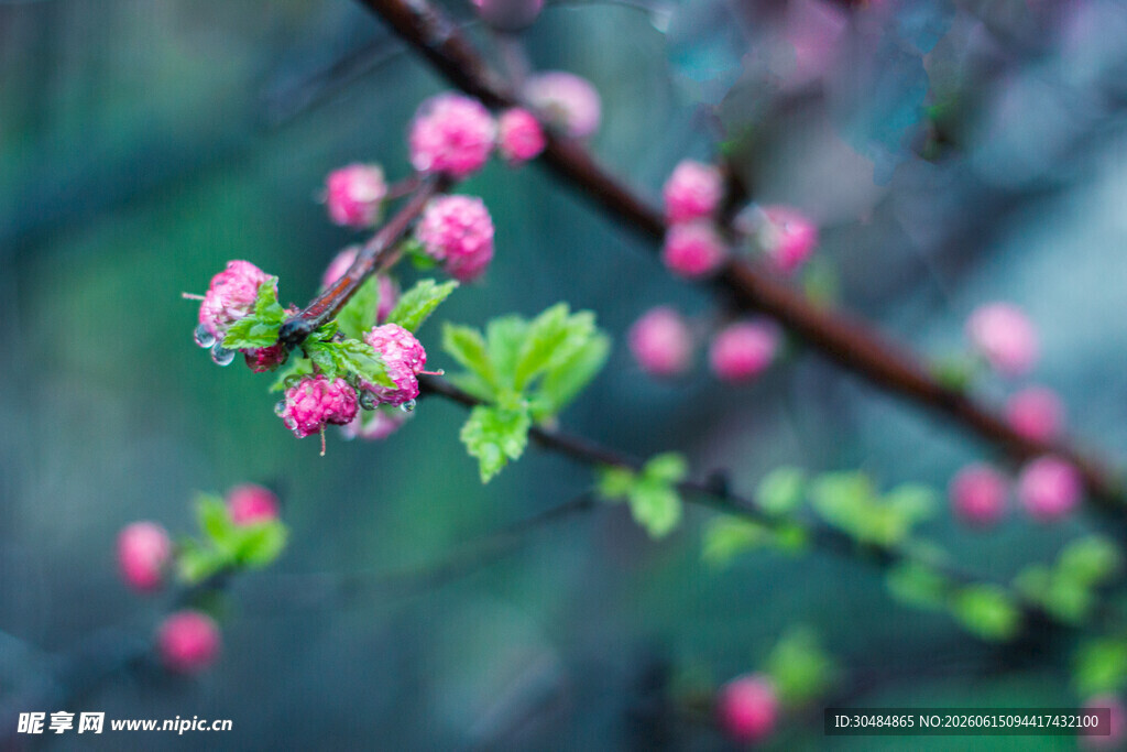 枝头绽放的粉嫩花朵
