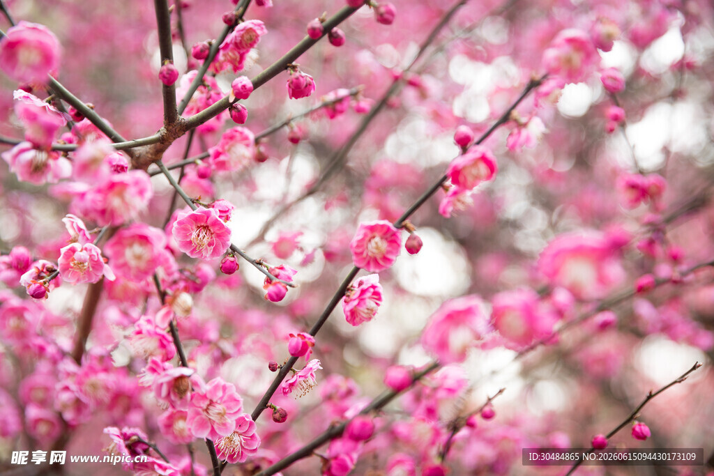 粉色烂漫桃花枝