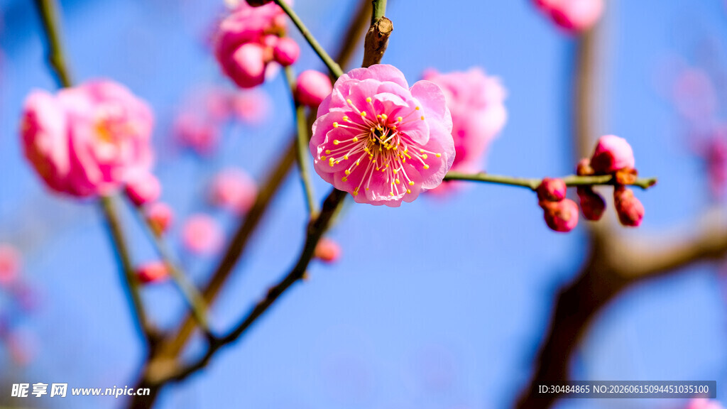 粉色梅花