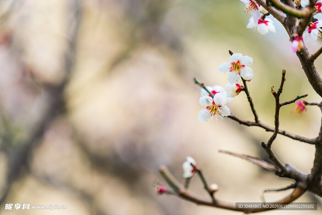 梅花
