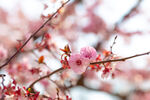 春日烂漫樱花枝头绽放
