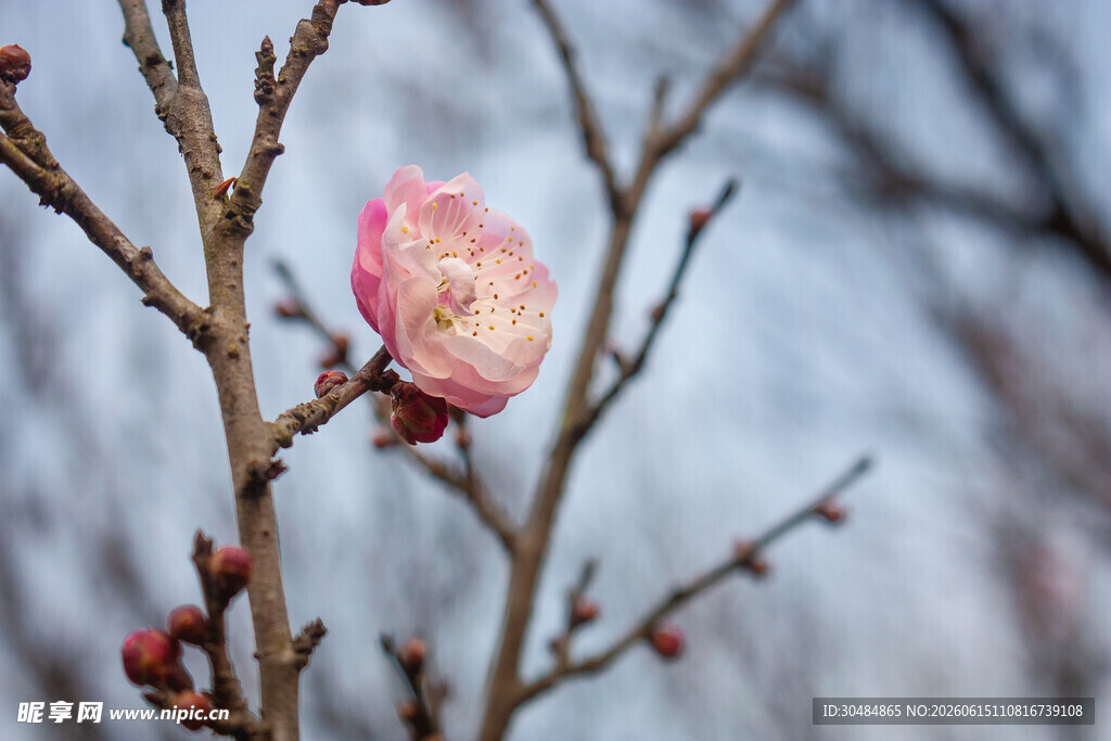 梅花