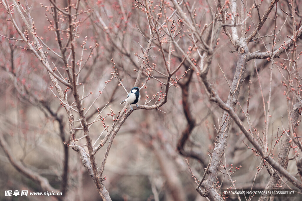 枝头小鸟