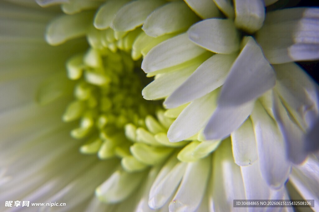白菊特写