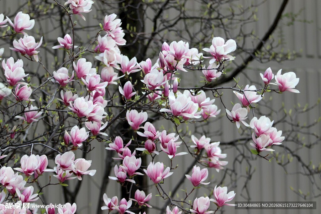 盛开的粉色玉兰花