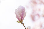 粉色玉兰花