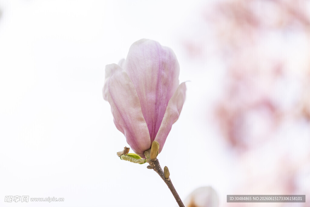 粉色玉兰花