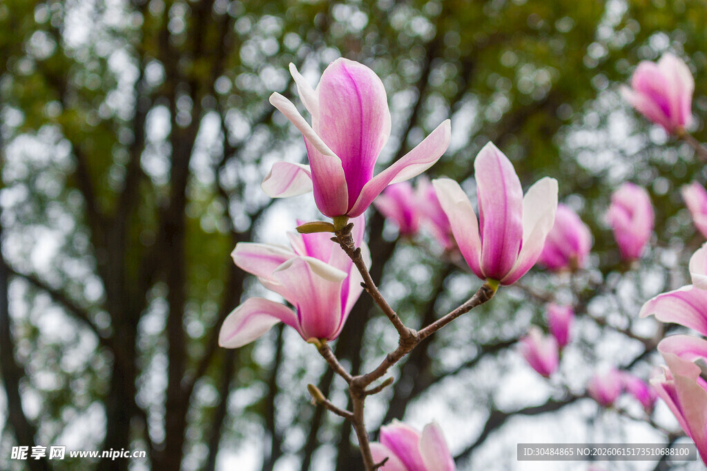 玉兰花绽放枝头