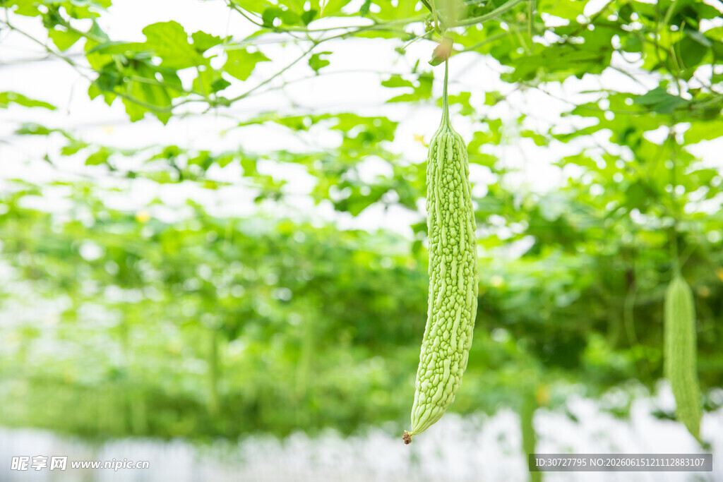 棚架下悬挂的翠绿丝瓜