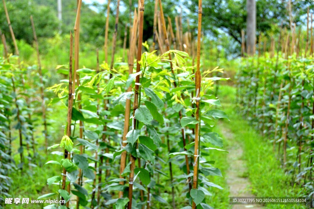 田园中的绿色植物景观