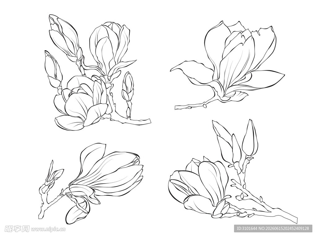 白描木兰花