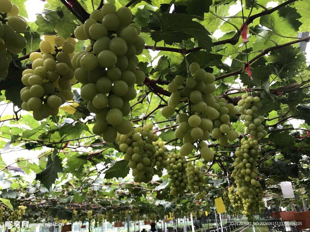 葡萄园里串串鲜葡萄