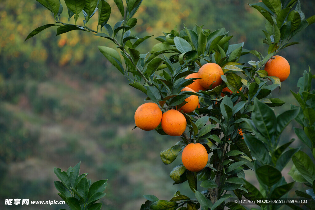 枝头饱满的橙色果实
