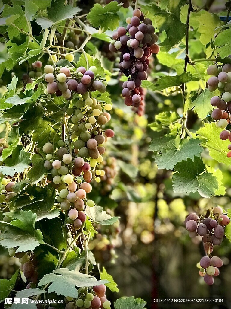 成熟的葡萄藤上挂满果实