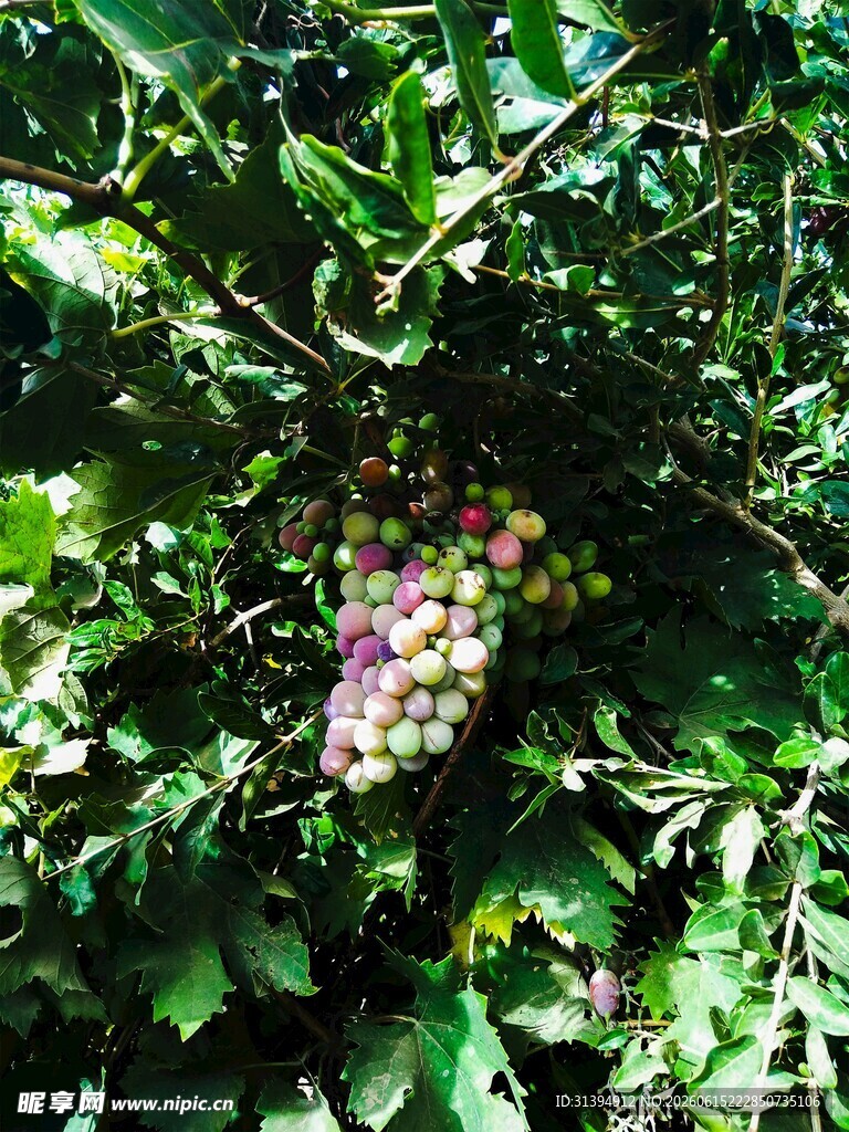 绿叶间的多彩葡萄串