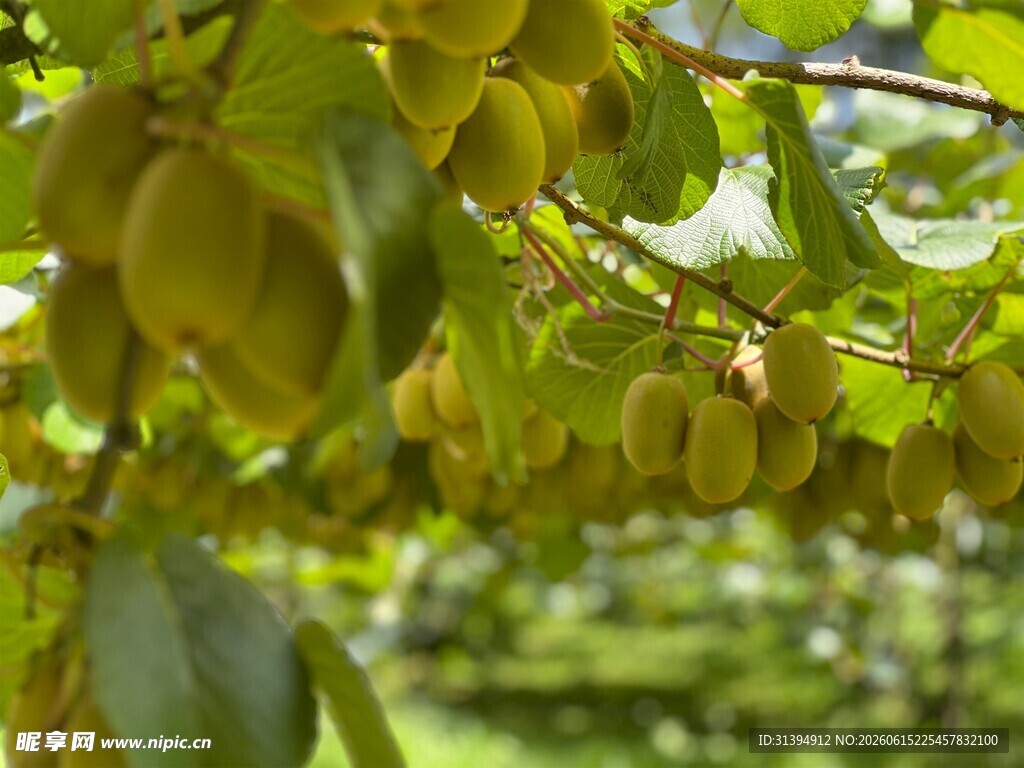 枝头挂满金黄饱满的果实
