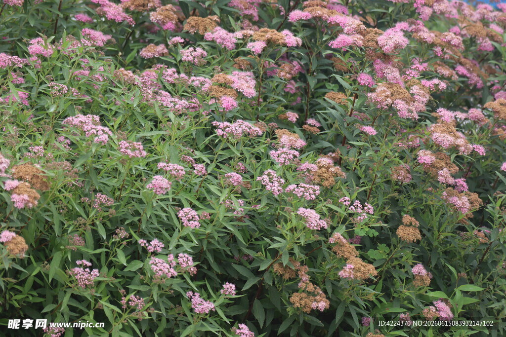 粉花绣线菊