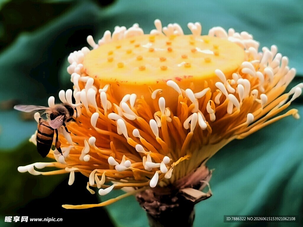 蜜蜂采蜜于橙黄花朵