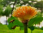 蜜蜂采蜜