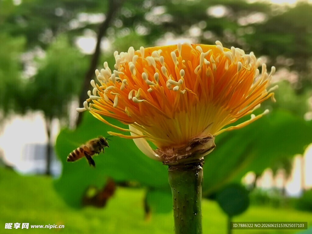 蜜蜂采蜜