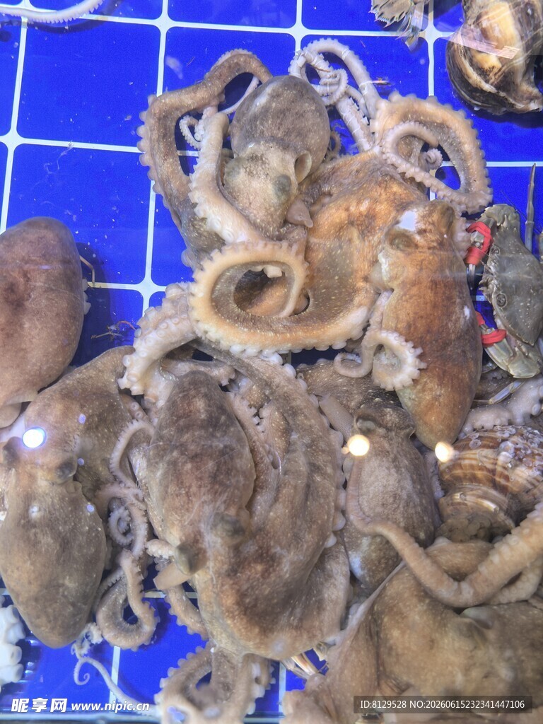 新鲜章鱼海鲜食材展示