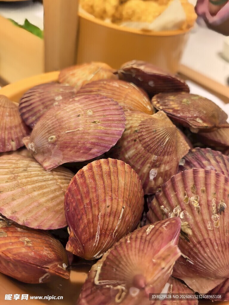 新鲜扇贝美味海鲜食材
