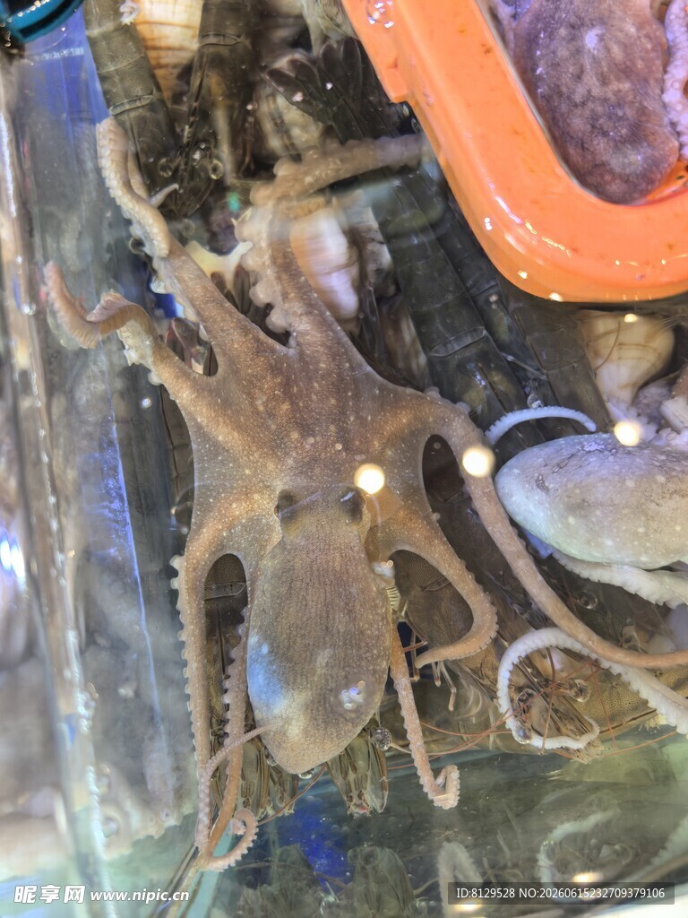 水箱中的多彩海洋生物