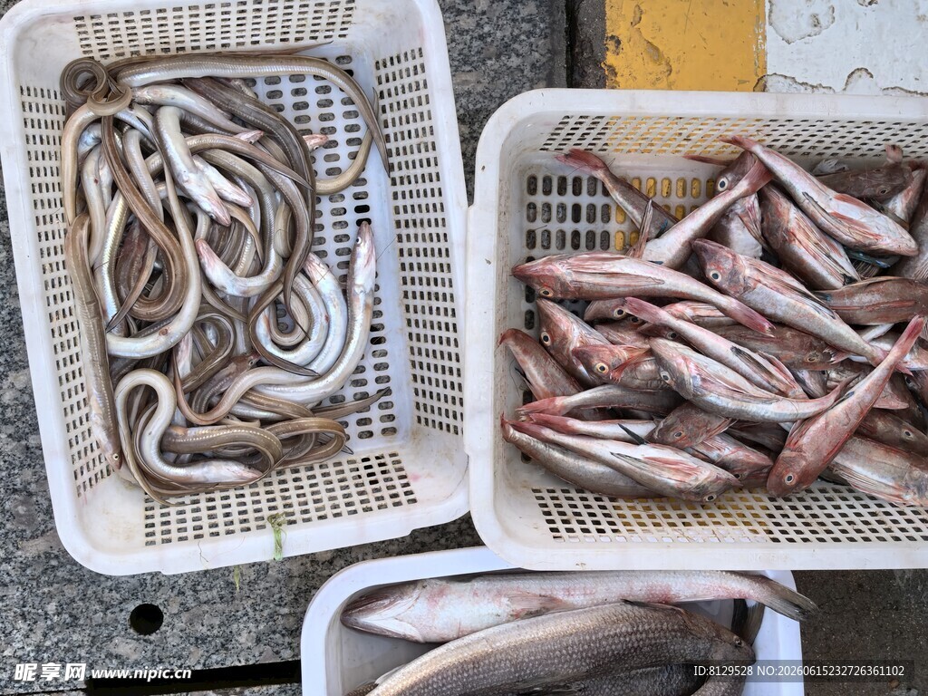 新鲜海鱼待售