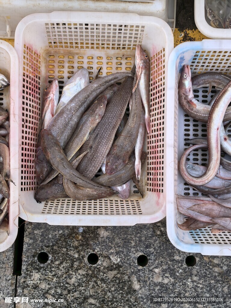 筐中待售的多条新鲜海鱼