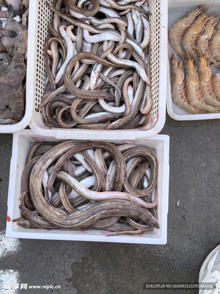 新鲜海鳗鱼待售