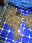 蓝色网格上的大量海鲜贝类
