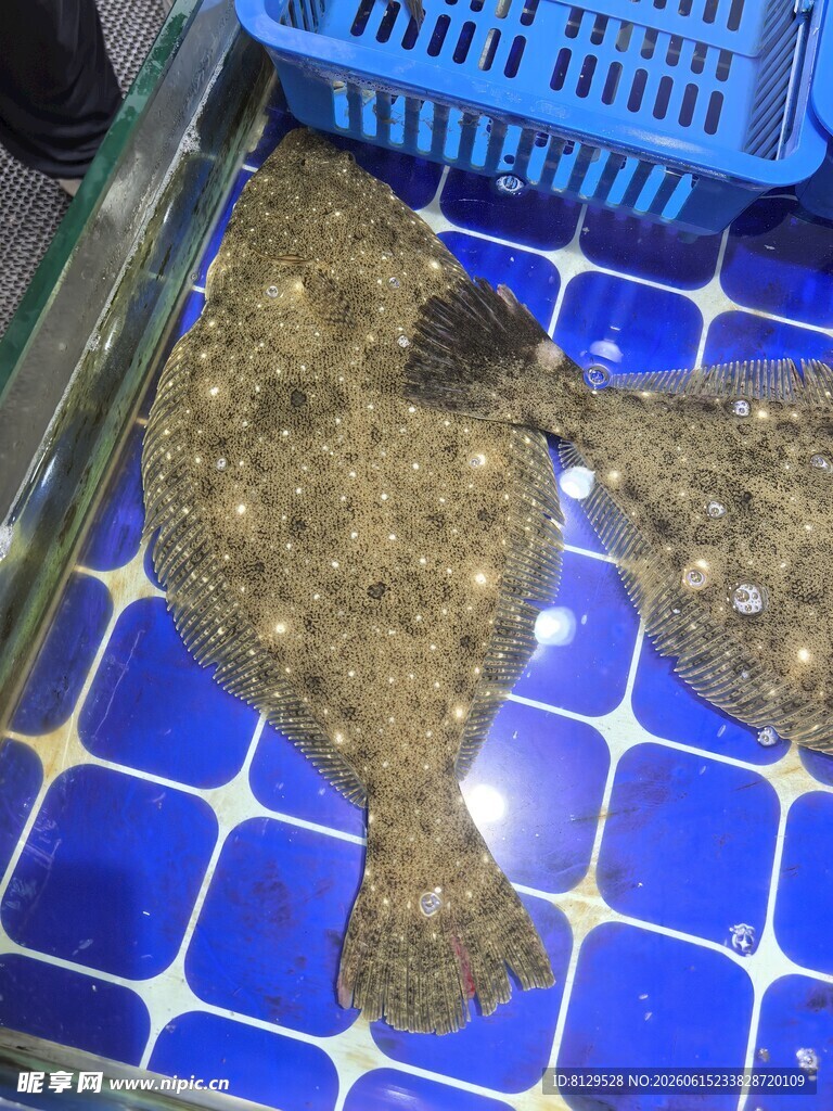 蓝色网格上的大量海鲜贝类