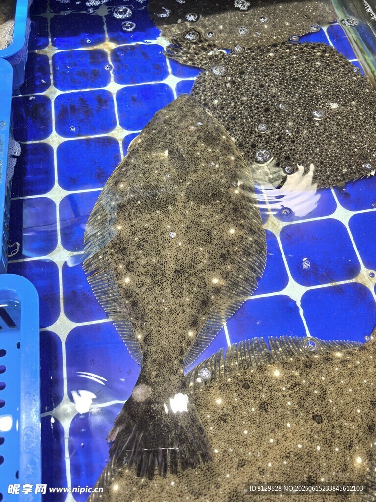 深海扁平鱼类特写