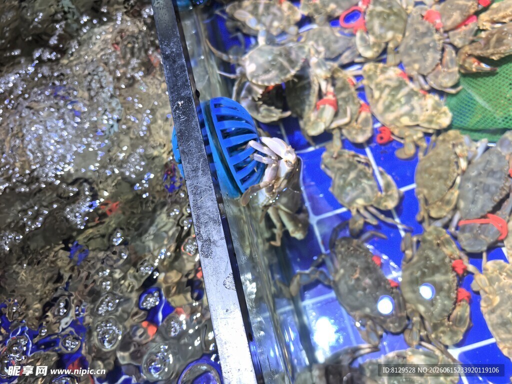 海鲜市场中的螃蟹与贝类