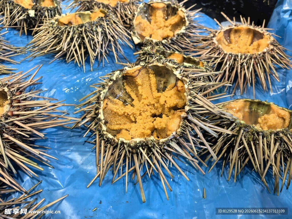 海胆特写刺尖的海洋美味