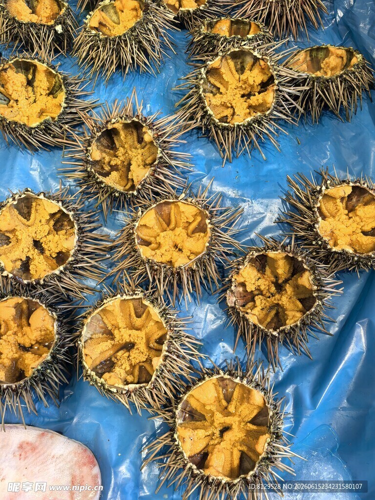 蓝色背景上的多只海胆