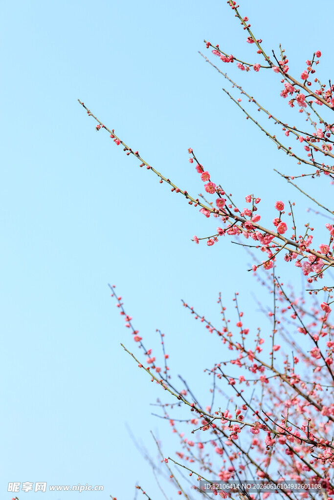 蓝天映衬下的艳红花枝