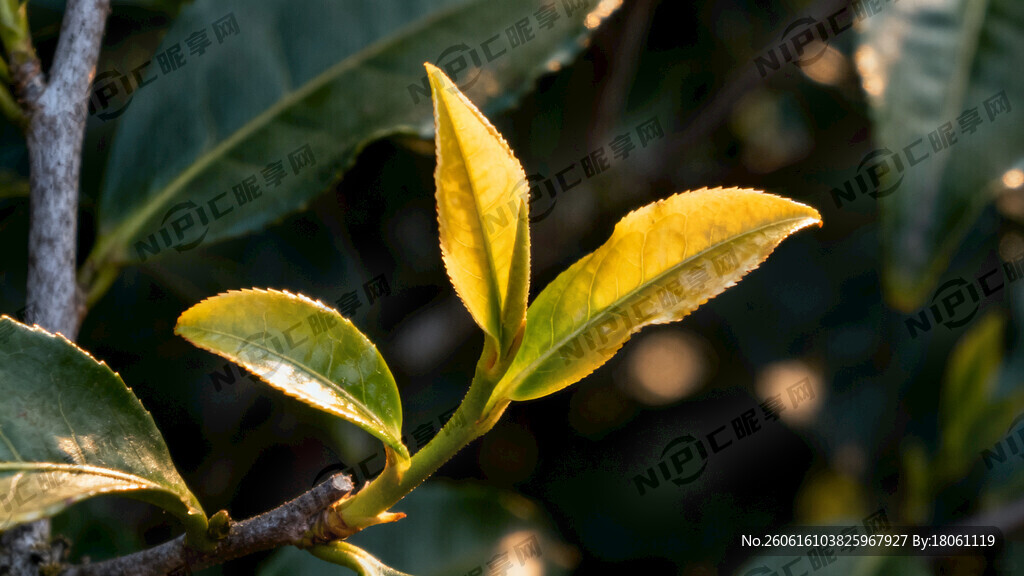 重庆巫溪老阴茶树芽叶