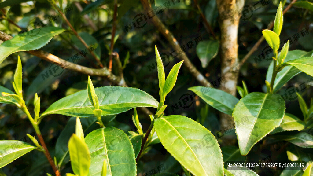 重庆巫溪老阴茶多树芽叶