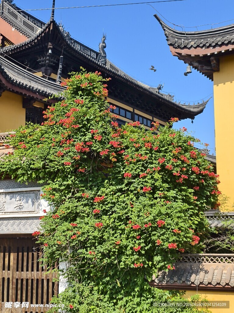 凌霄花开