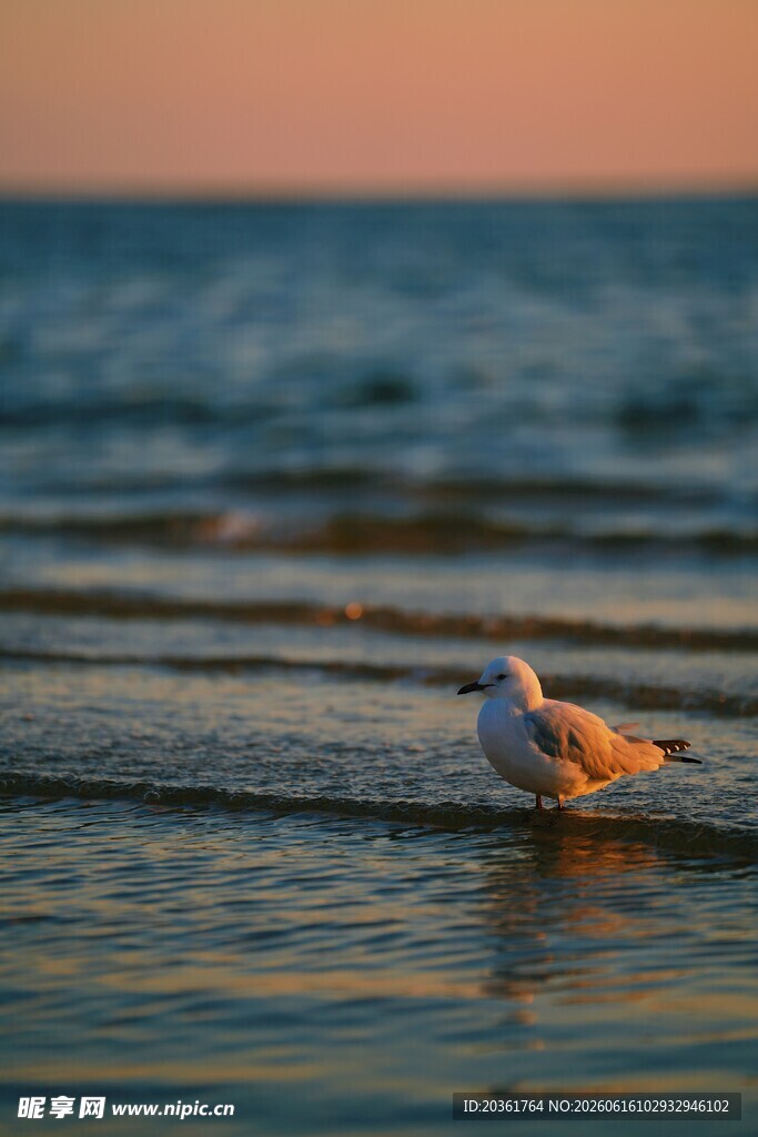 夕阳下海边觅食的海鸥