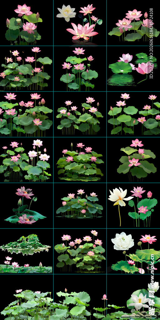 荷花