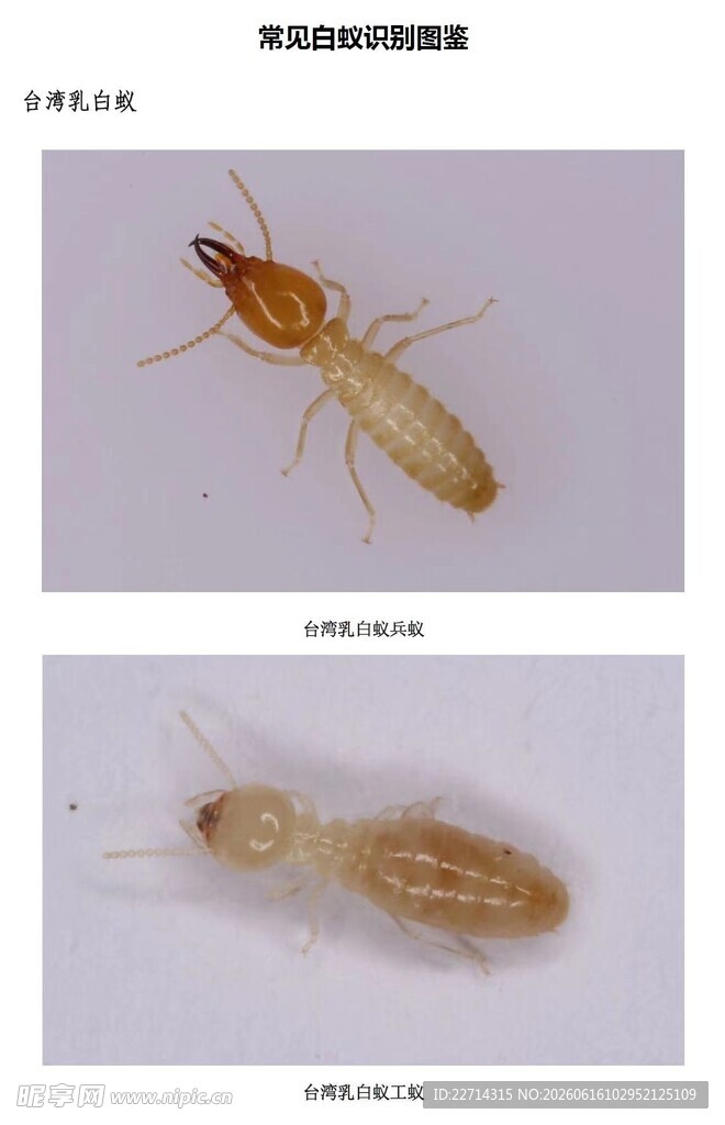 认识白蚁