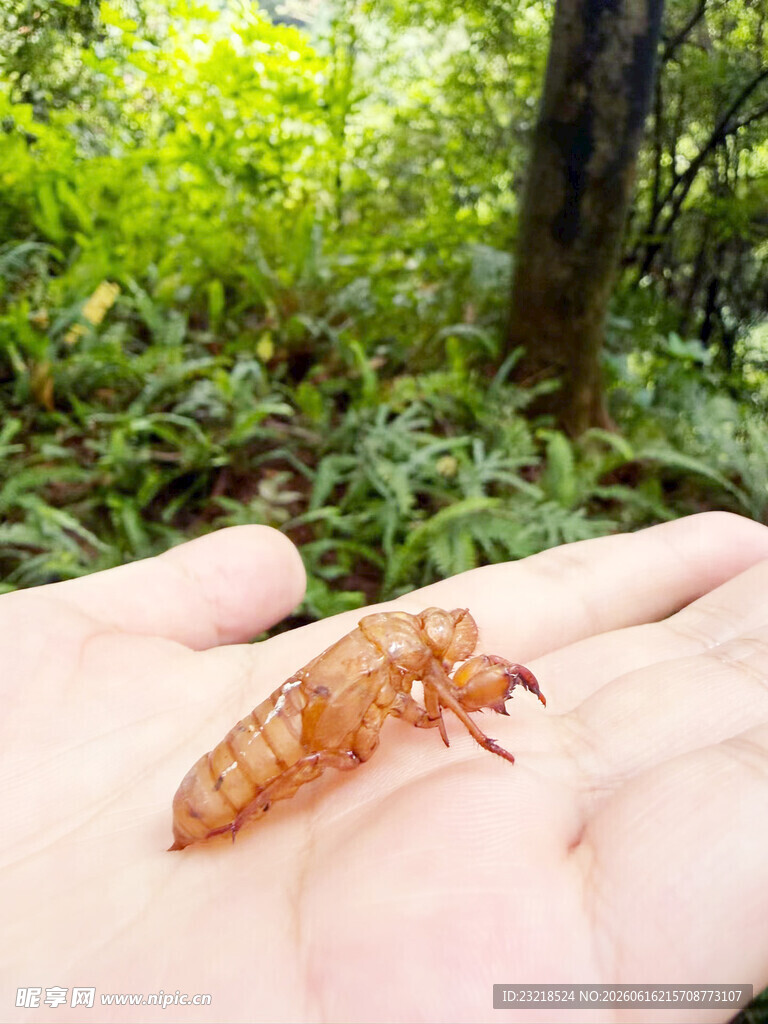 蝉蛹