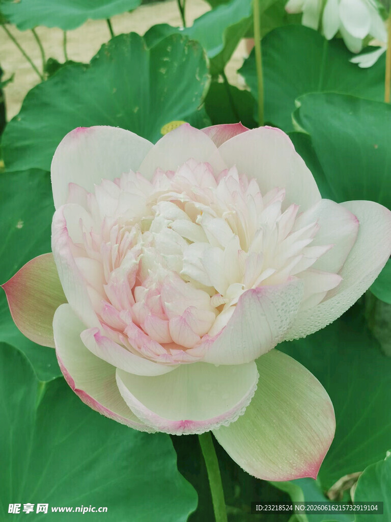 白色荷花